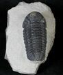 Nice Phacops Trilobite - Foum Zguid, Morocco #19524-2